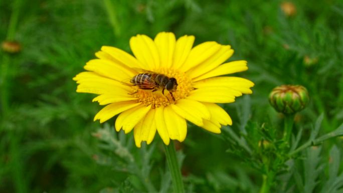 春天蜜蜂采蜜雏菊升格1080P