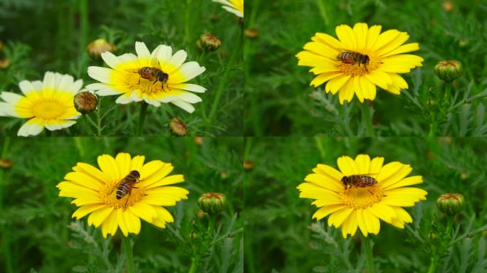 春天蜜蜂采蜜雏菊升格1080P