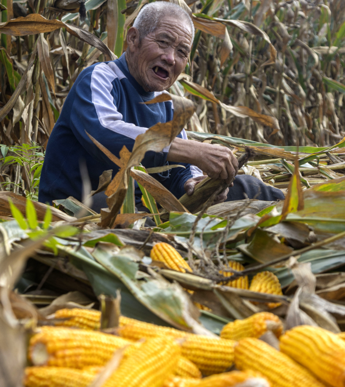 秋收素材 收玉米 掰玉米 老人收玉米