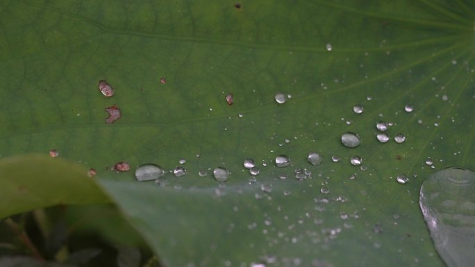 江南荷塘荷叶雨天下雨雨水水珠秋雨实拍素材