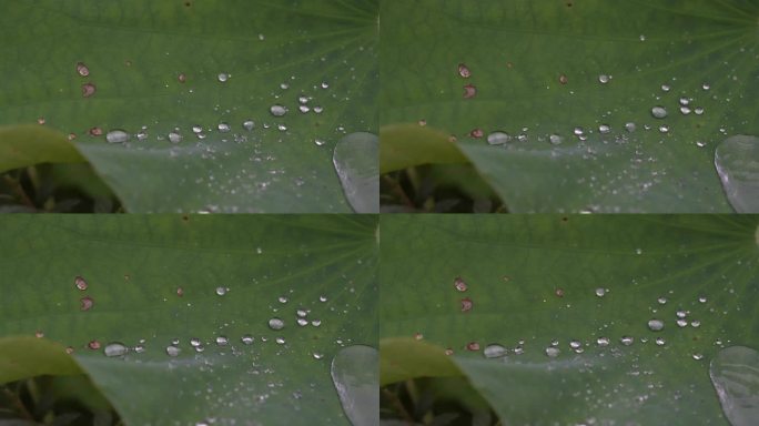 江南荷塘荷叶雨天下雨雨水水珠秋雨实拍素材