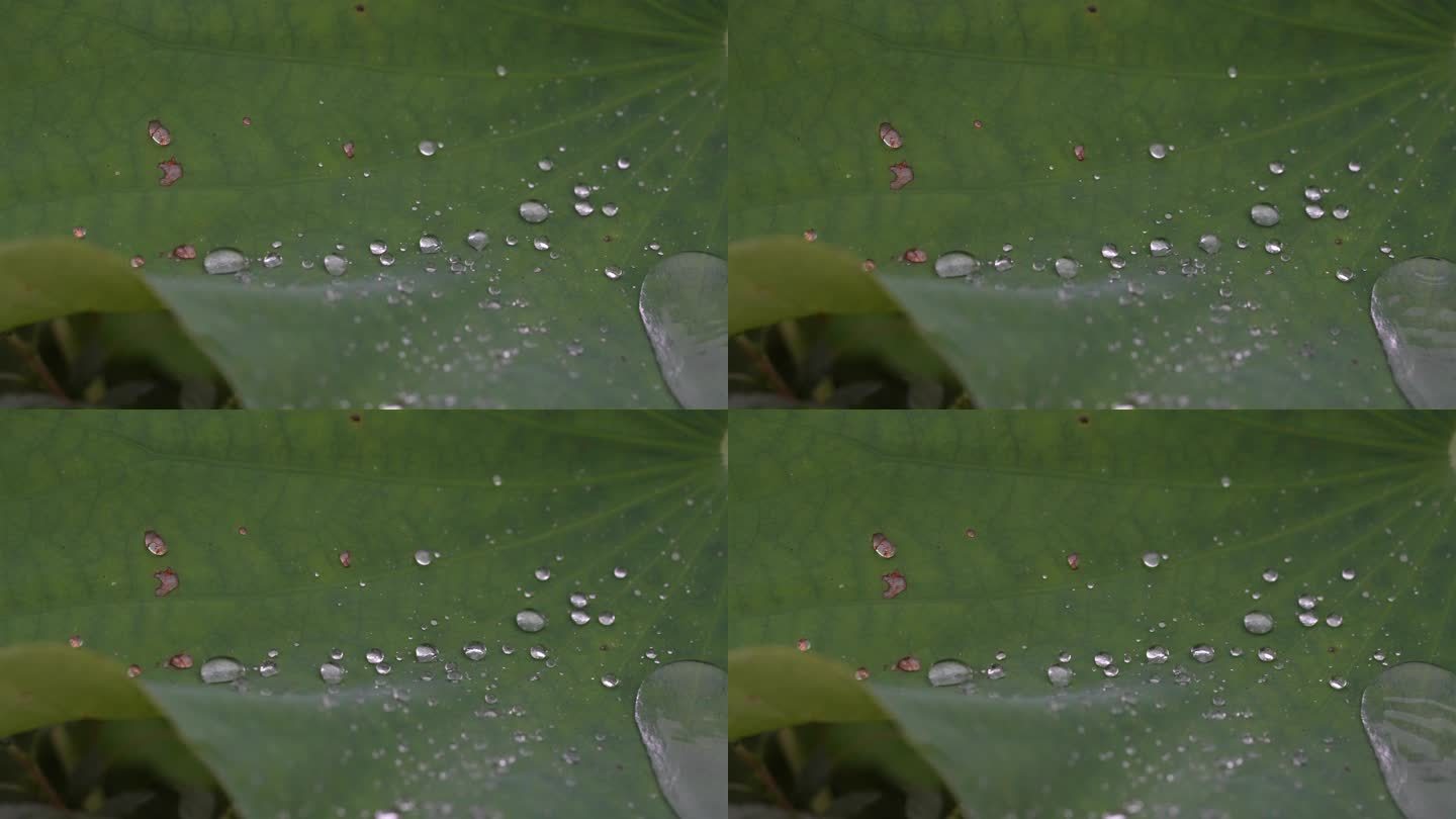 江南荷塘荷叶雨天下雨雨水水珠秋雨实拍素材