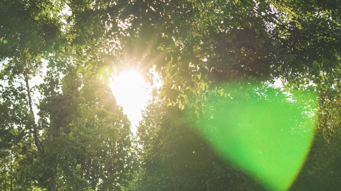 【4K】阳光透过森林形成光斑延时