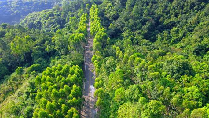 山间森林公路