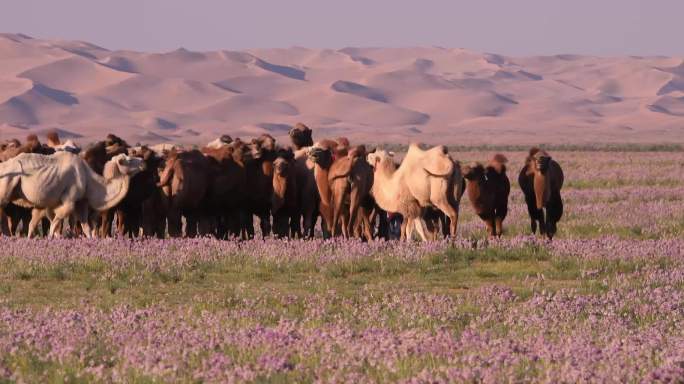 沙葱滩上的骆驼群