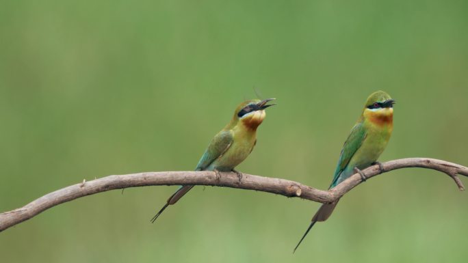 一对小鸟喂食