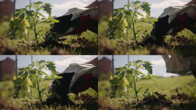 SLO-MO妇女在番茄植株周围添加肥料