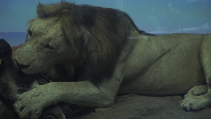 狮子捕猎进食非洲大草原标本