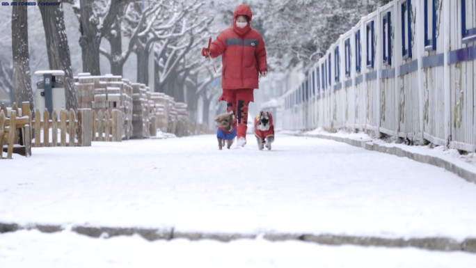 冬（2）：雪中街景、行人、狗、植物