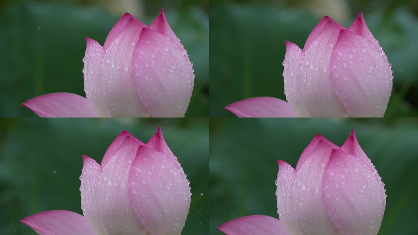 江南浙江杭州西湖荷花荷塘夏天夏至雨天下雨