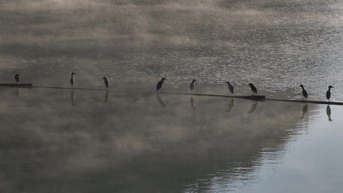 航拍江南浙江水面湖面水气雾气水鸟候鸟优美