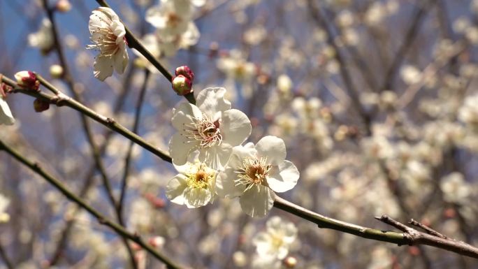 3月的梅花全景特写