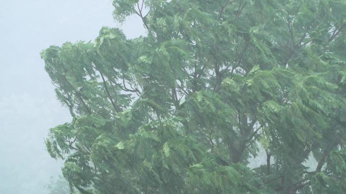 暴雨拍打树木摆动的树枝台风倾盆大雨自然灾
