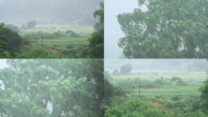 暴雨拍打树木摆动的树枝台风倾盆大雨自然灾