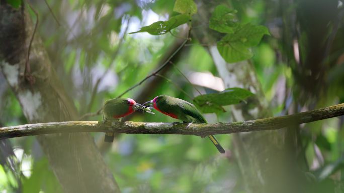 食蜂鸟：一对成年雄性和雌性红胡子食蜂鸟（Nyctyornis amictus）