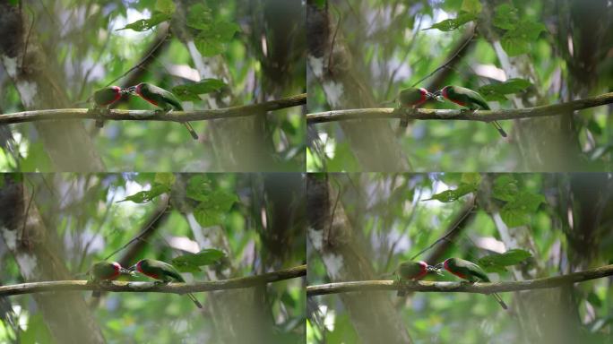 食蜂鸟：一对成年雄性和雌性红胡子食蜂鸟（Nyctyornis amictus）