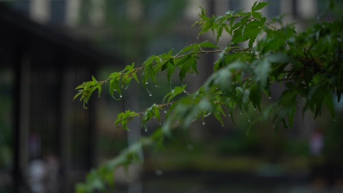 鸡爪槭   雨滴