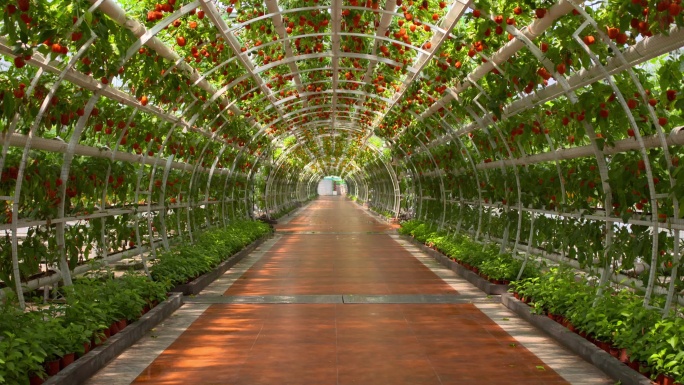 无土栽培 番茄 大棚 种植 隧道