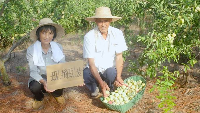 大丰收素材