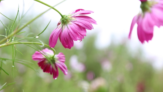 雨后波斯菊秋英 秋樱 格桑花