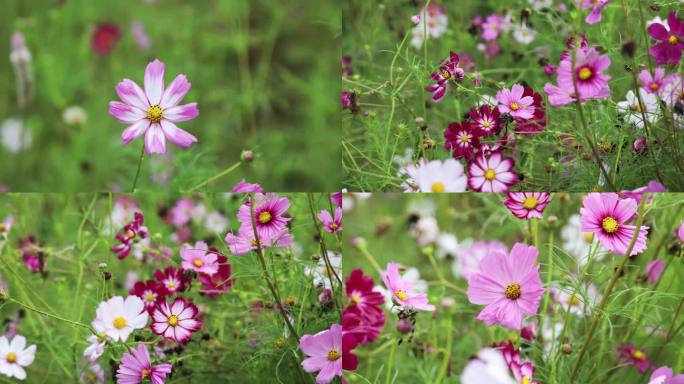 雨后波斯菊秋英 秋樱 格桑花