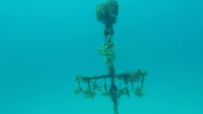 南海水下海底珊瑚种植基地集合