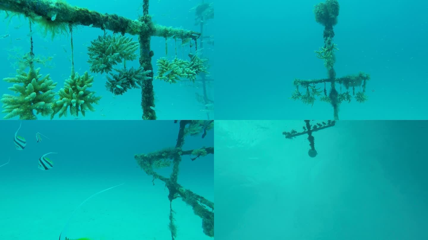 南海水下海底珊瑚种植基地集合
