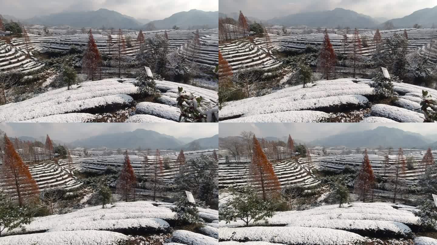 义乌大陈道人峰茶园雪景风光
