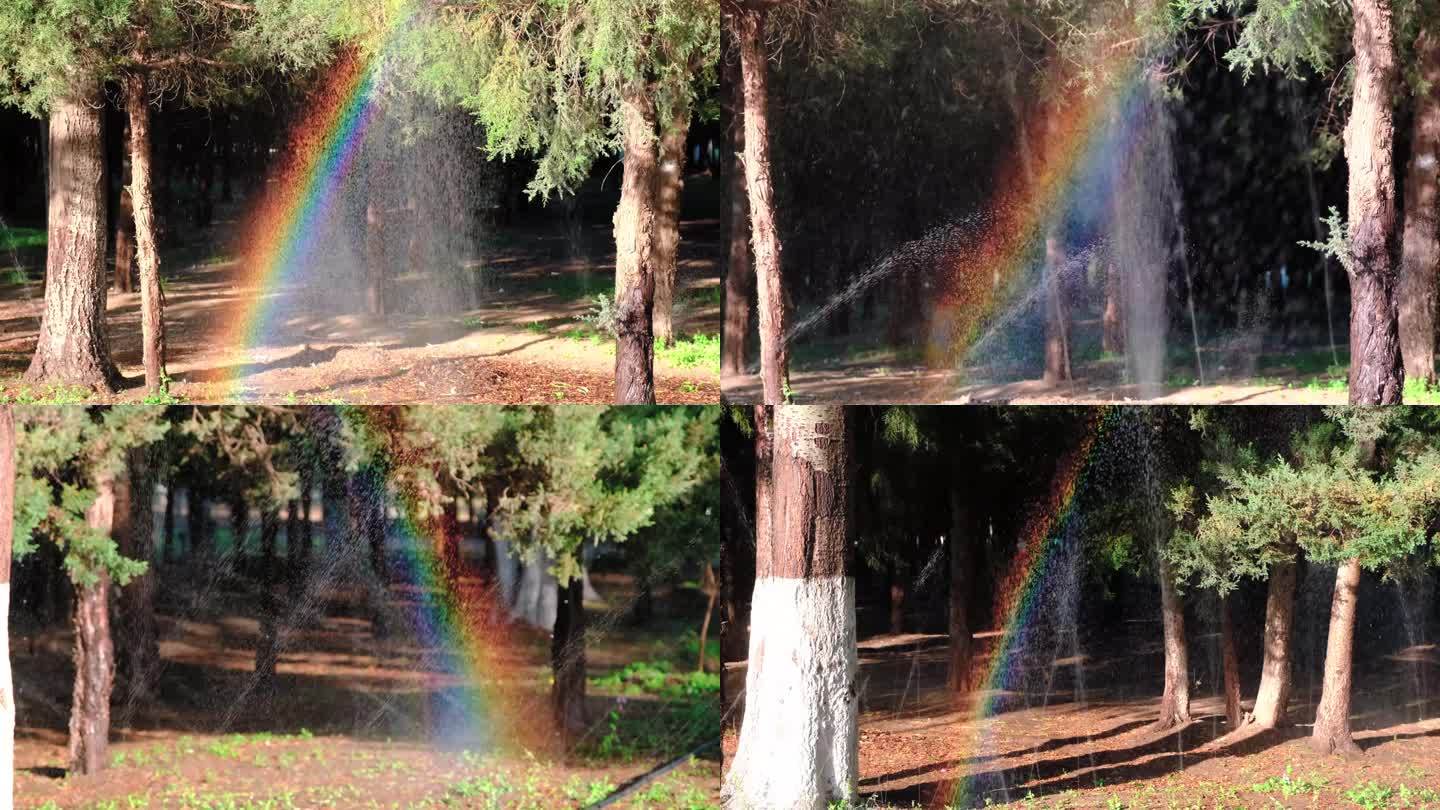 公园树林间喷水出彩虹