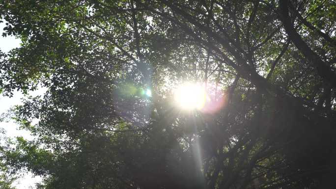 树林阳光穿透树叶风吹森林中穿行树丛大自然