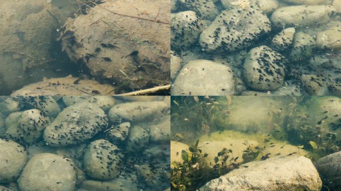 春天公园水池蝌蚪成群游动