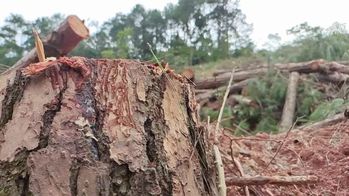 森林大面积被砍树砍倒在一片树林山上的木材