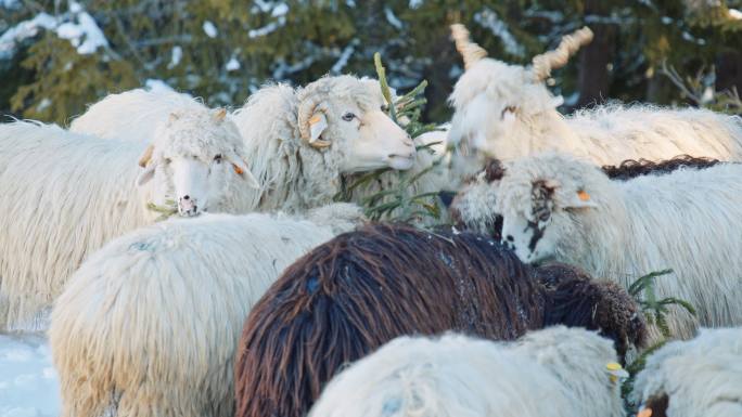 养羊。一群羊在山上白雪覆盖的牧场上吃草。