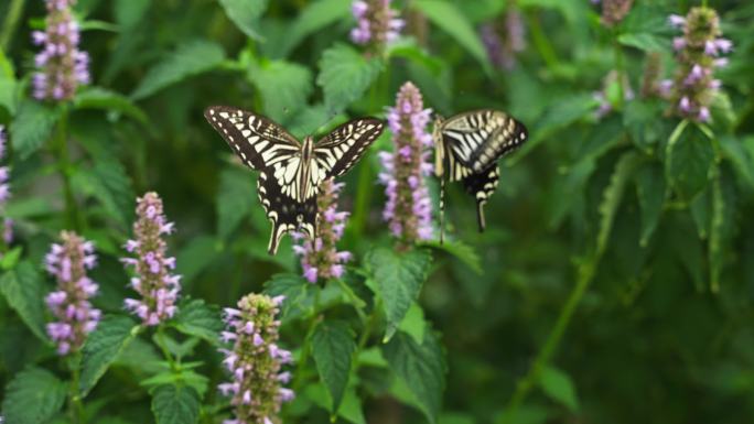 两只蝴蝶在花丛中飞舞慢镜头
