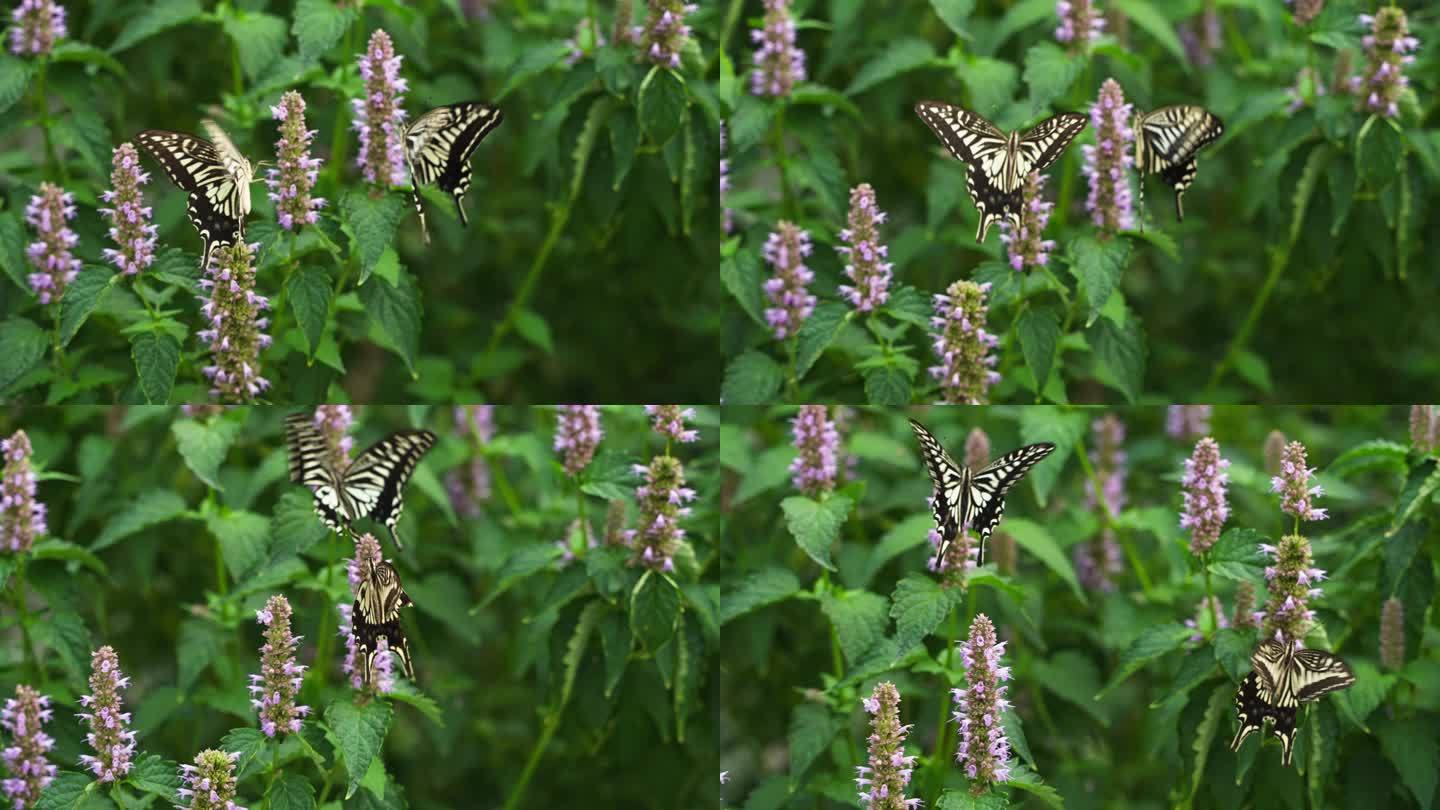 两只蝴蝶在花丛中飞舞慢镜头