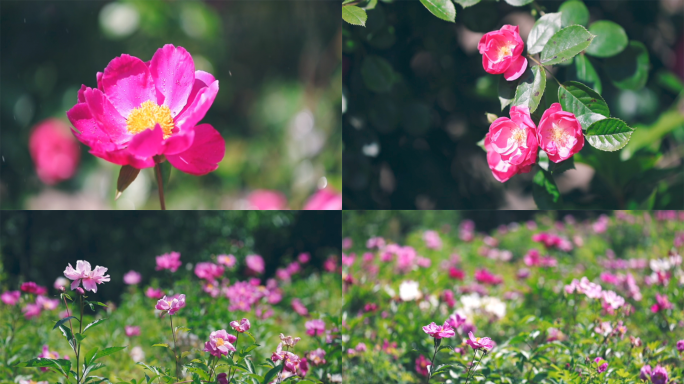 巴中南江玫瑰芍药花海特写4K