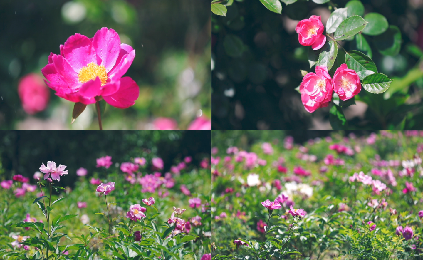 巴中南江玫瑰芍药花海特写4K