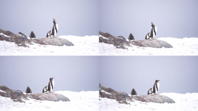 南极 企鹅“引吭高歌”