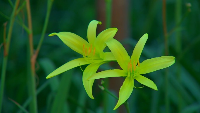 黄花菜