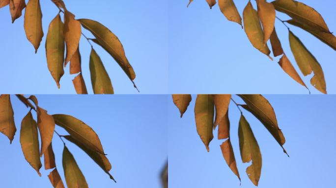 蓝色天空下的树叶