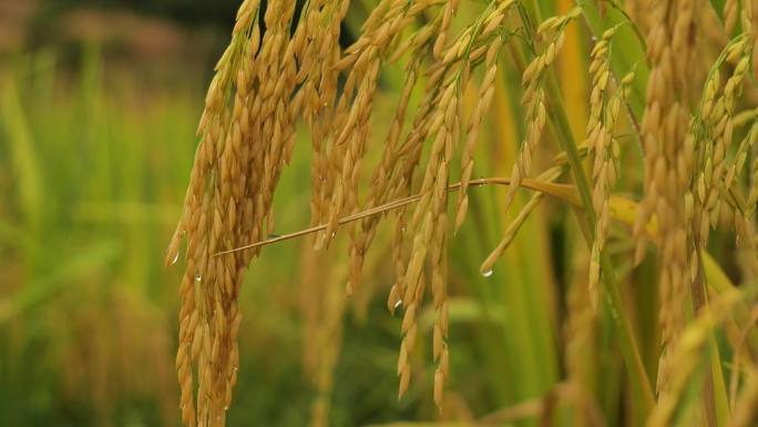 水稻、稻谷、大米、米饭