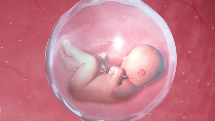 胚胎 胚胎发育 胎儿 婴儿