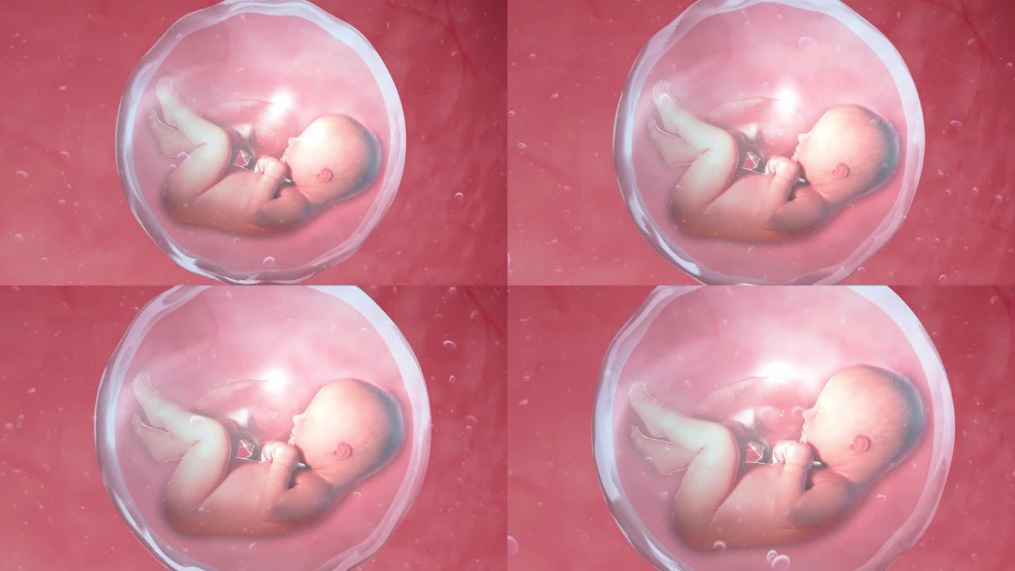 胚胎 胚胎发育 胎儿 婴儿