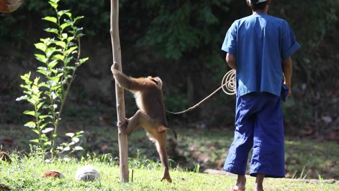 猴子 耍猴 泰国 旅游