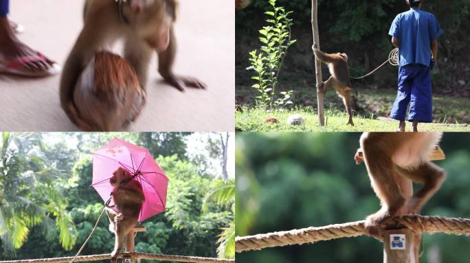 猴子 耍猴 泰国 旅游