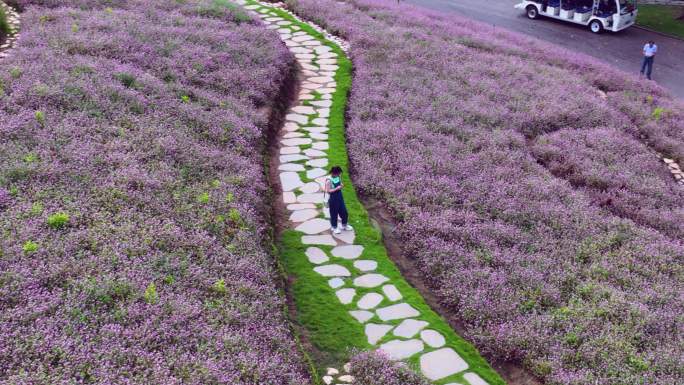 4K航拍南宁青秀山郁金香花开美景  &