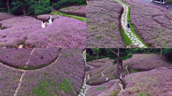 4K航拍南宁青秀山郁金香花开美景  &