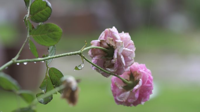 雨中花朵C0007