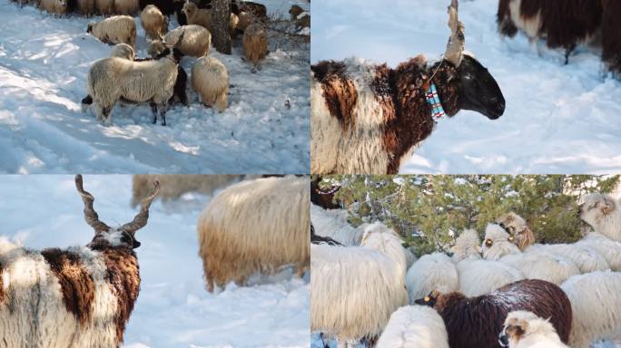 养羊。一群羊在山上白雪覆盖的牧场上吃草。3个夹子。