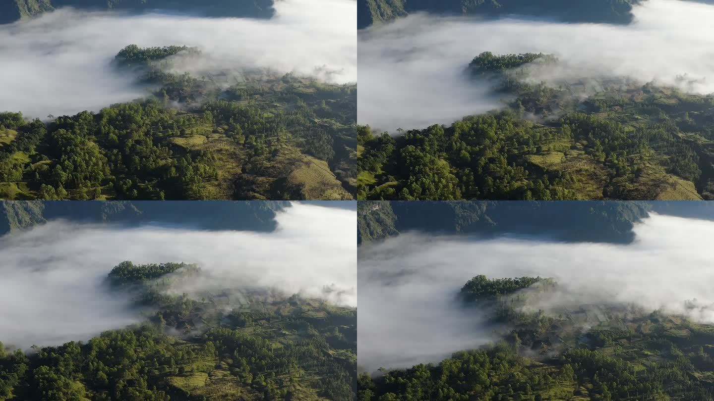 雾雨林或热带森林环境旅行社国际